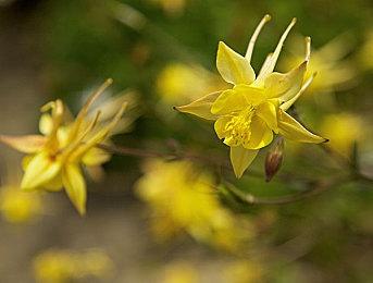 策略模拟游戏《国祚永延》上线Steam商城 2023年3月发售